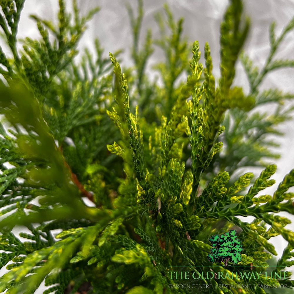 Thuja 'Zebrina' Conifer Plant - 3Ltr Pot