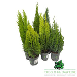 Conifer Mix Conifer Plants - 1Ltr Pot