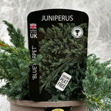 Juniperus 'Blue Carpet' Conifer Plant - 3Ltr Pot