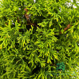 Thuja 'Fire Chief' Conifer Plant - 7.5Ltr Pot