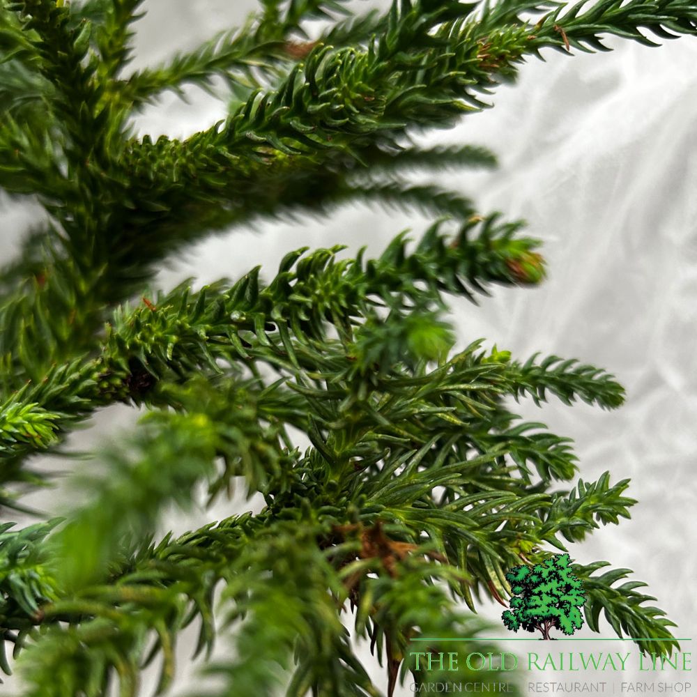 Cryptomeria 'Dinger' Conifer Plant - 4Ltr Pot