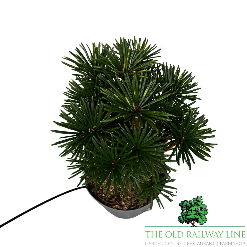 Sciadopitys Vert Sternschnuppe 5Ltr Pot (NL)