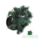 Cedrus deodara 'Feeling Blue' Plant - 5Ltr Pot