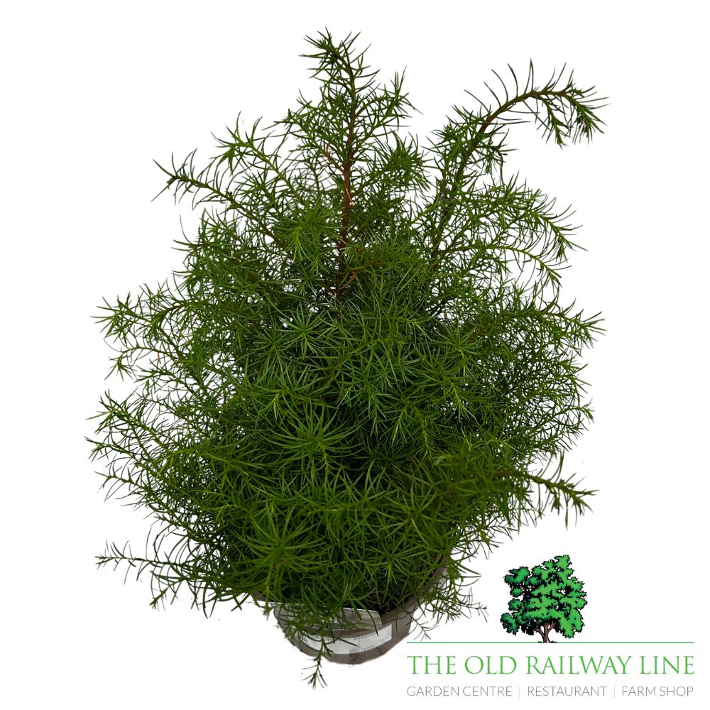 Cryptomeria 'Elegans Compacta' Conifer Plant - 3Ltr Pot