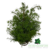 Cryptomeria 'Elegans Compacta' Conifer Plant - 3Ltr Pot
