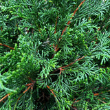 Chamaecyparis 'Pygmaea' Conifer Plant - 7.5Ltr Pot