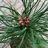 Pinus 'Sylvestris' Conifer Plant - 3Ltr Pot