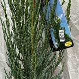 Juniperus scopulorum ‘Blue Arrow’ Juniper Plant - 3Ltr Pot