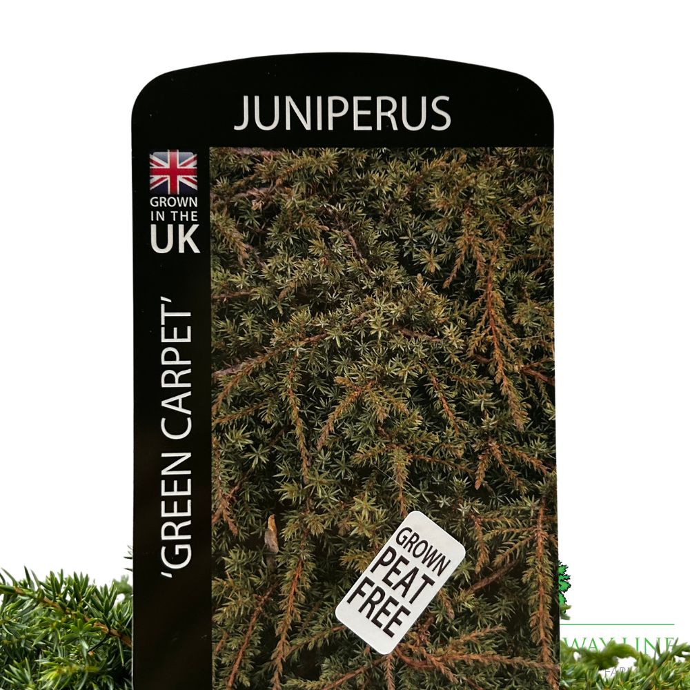 Juniperus 'Green Carpet' Conifer Plant - 3Ltr Pot