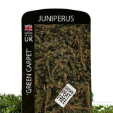Juniperus 'Green Carpet' Conifer Plant - 3Ltr Pot