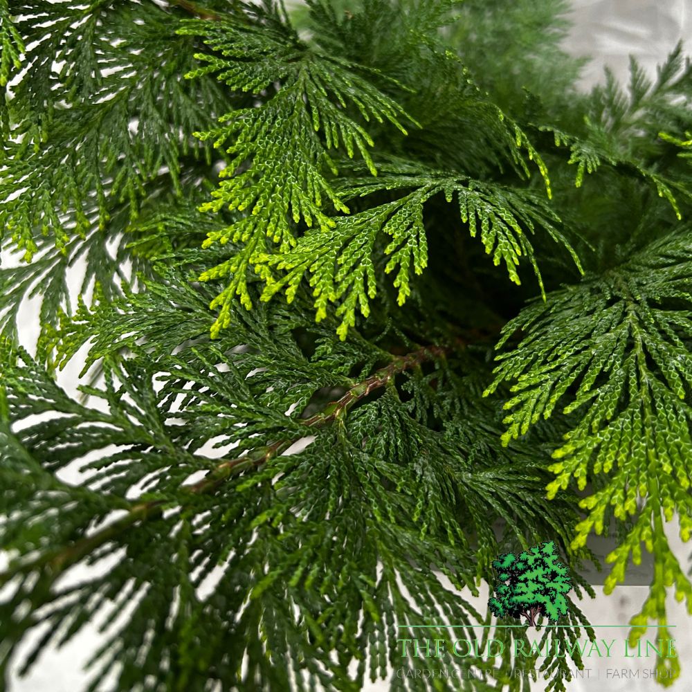 Chamaecyparis lawsoniana 'Yvonne' Plant 3ltr Pot