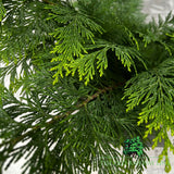 Chamaecyparis lawsoniana 'Yvonne' Plant 3ltr Pot