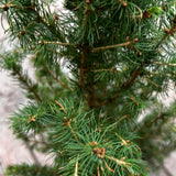Picea 'Glauca Conica' Conifer Plant - 3Ltr Pot
