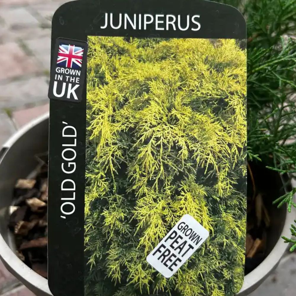 Juniperus 'Old Gold' Conifer Plant - 3Ltr Pot