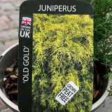 Juniperus 'Old Gold' Conifer Plant - 3Ltr Pot