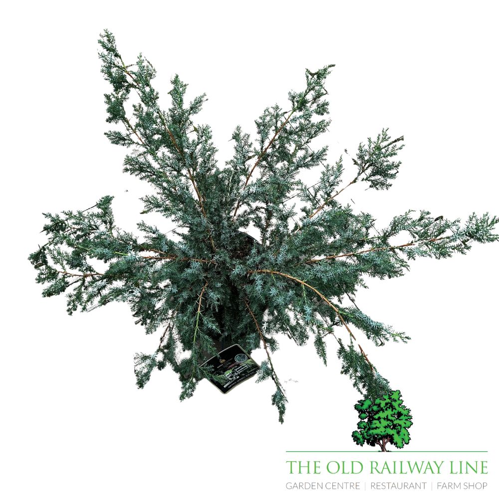 Juniperus Chin. Blue Alps Conifer Plant - 7.5Ltr Pot
