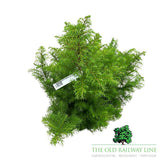 Cryptomeria 'Elegans Compacta' Conifer Plant - 10Ltr Pot