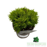 Thuja 'Mirjam' Conifer Plant - 3Ltr Pot