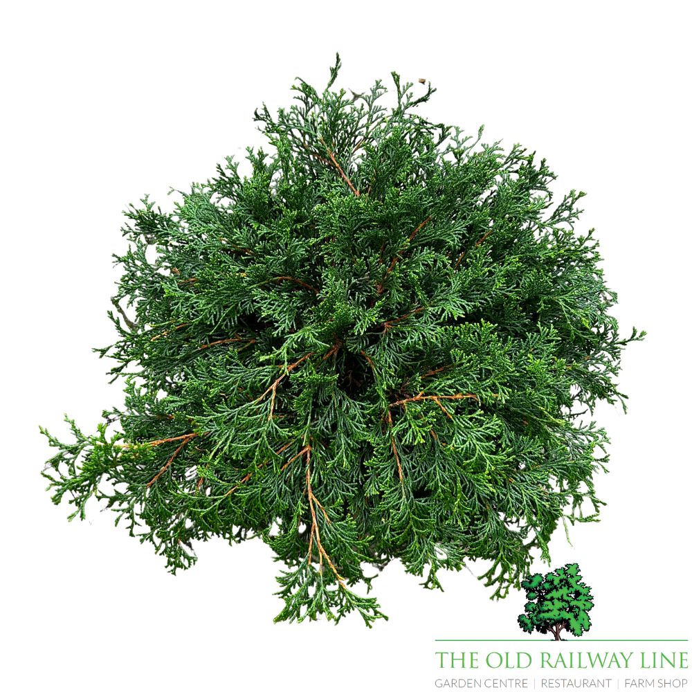 Chamaecyparis 'Pygmaea' Conifer Plant - 7.5Ltr Pot
