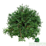 Chamaecyparis 'Pygmaea' Conifer Plant - 7.5Ltr Pot