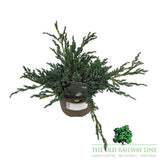 Juniperus 'Blue Carpet' Conifer Plant - 3Ltr Pot