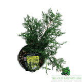 Juniperus 'Old Gold' Conifer Plant - 3Ltr Pot