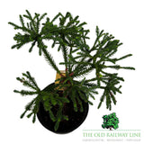 Cryptomeria 'Dinger' Conifer Plant - 4Ltr Pot