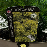 Cryptomeria 'Elegans Compacta' Conifer Plant - 10Ltr Pot