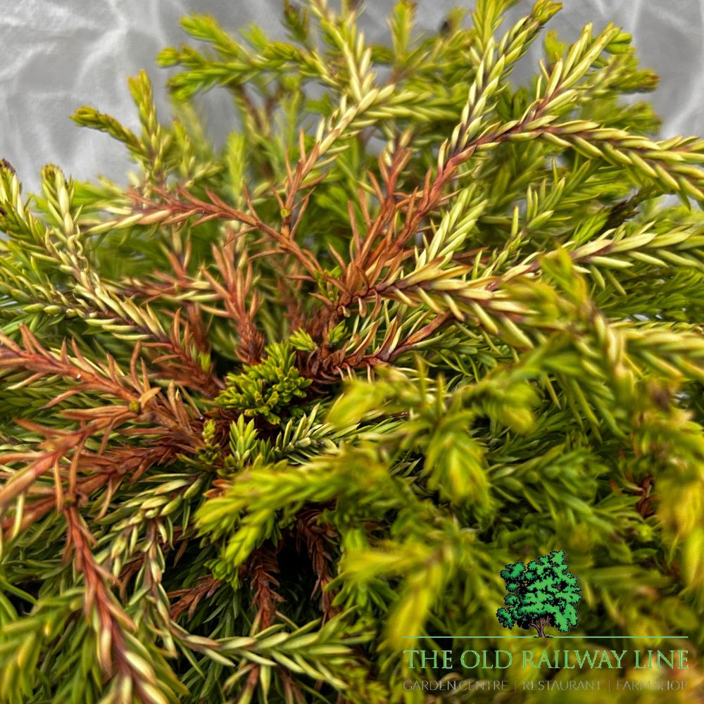 Thuja 'Golden Tuffet' Plant - 3Ltr Pot