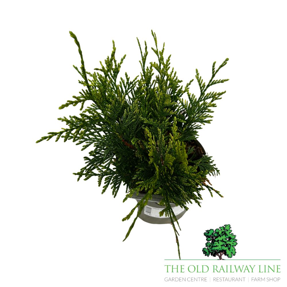 Thuja 'Zebrina' Conifer Plant - 3Ltr Pot