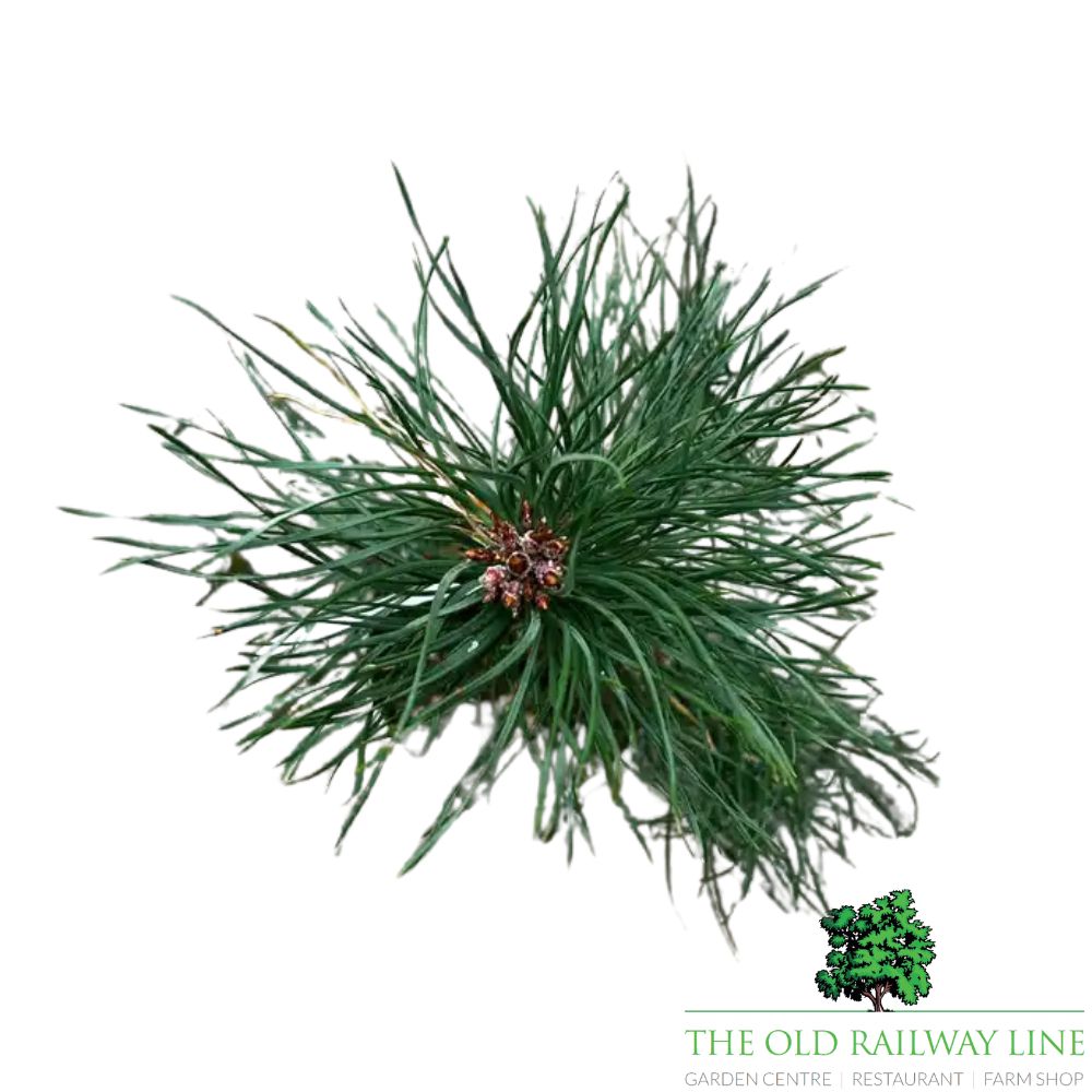 Pinus 'Sylvestris' Conifer Plant - 3Ltr Pot