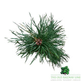 Pinus 'Sylvestris' Conifer Plant - 3Ltr Pot
