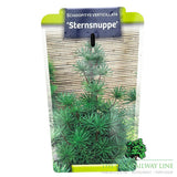 Sciadopitys Vert Sternschnuppe 5Ltr Pot (NL)