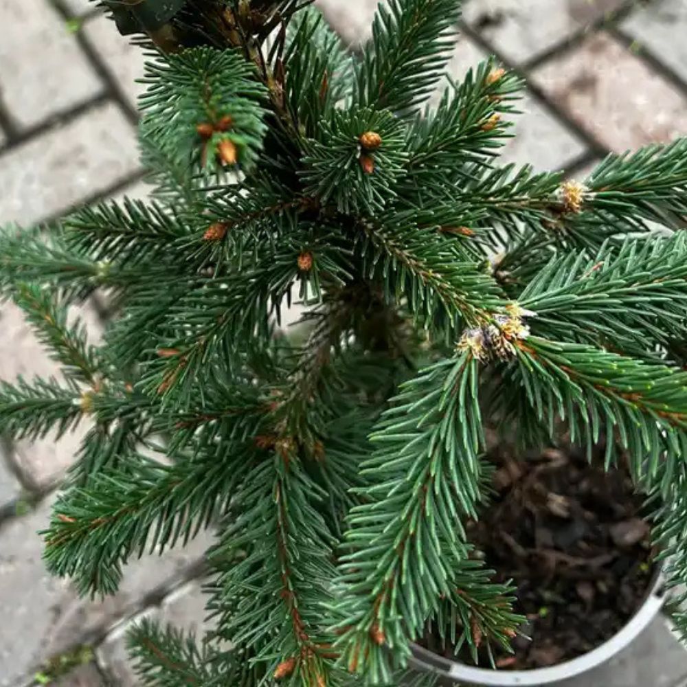 Picea 'Reflexa' Plant Conifer - 3Ltr Pot