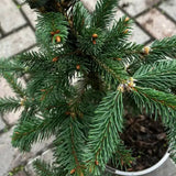 Picea 'Reflexa' Plant Conifer - 3Ltr Pot