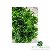 Chamaecyparis 'Ellwood's Gold Pillar' Conifer Plant - 7.5Ltr Pot
