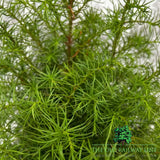 Cryptomeria 'Elegans Compacta' Conifer Plant - 3Ltr Pot