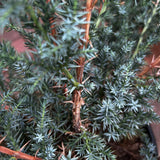 Juniperus Chin. Blue Alps Conifer Plant - 7.5Ltr Pot