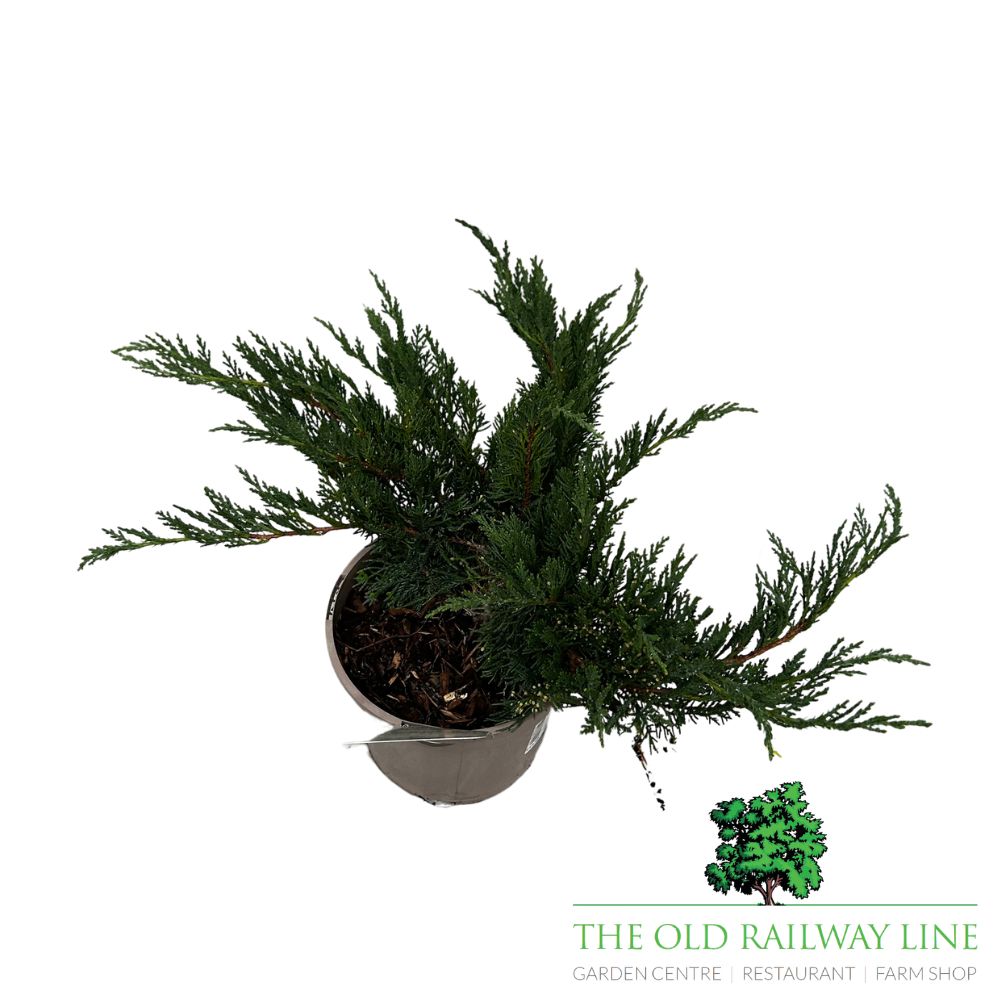 Juniperus 'Tamariscifolia' Conifer Plant - 3Ltr Pot