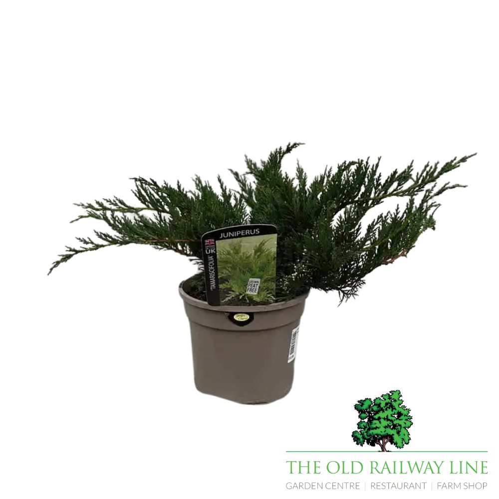 Juniperus 'Tamariscifolia' Conifer Plant - 3Ltr Pot
