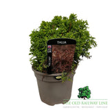Thuja 'Fire Chief' Conifer Plant - 7.5Ltr Pot