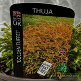 Thuja 'Golden Tuffet' Plant - 3Ltr Pot