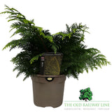 Chamaecyparis lawsoniana 'Yvonne' Plant 3ltr Pot