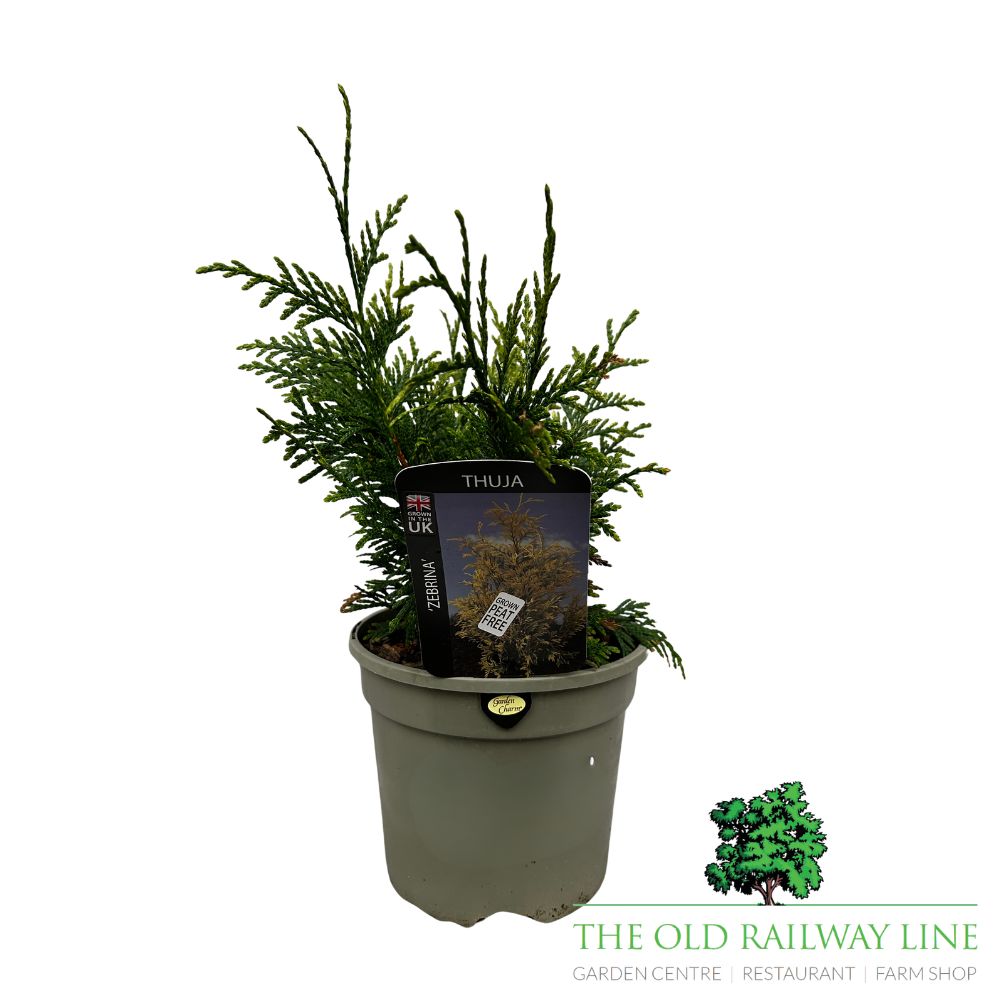 Thuja 'Zebrina' Conifer Plant - 3Ltr Pot
