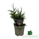 Thuja 'Zebrina' Conifer Plant - 3Ltr Pot