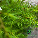 Cryptomeria 'Elegans Compacta' Conifer Plant - 10Ltr Pot