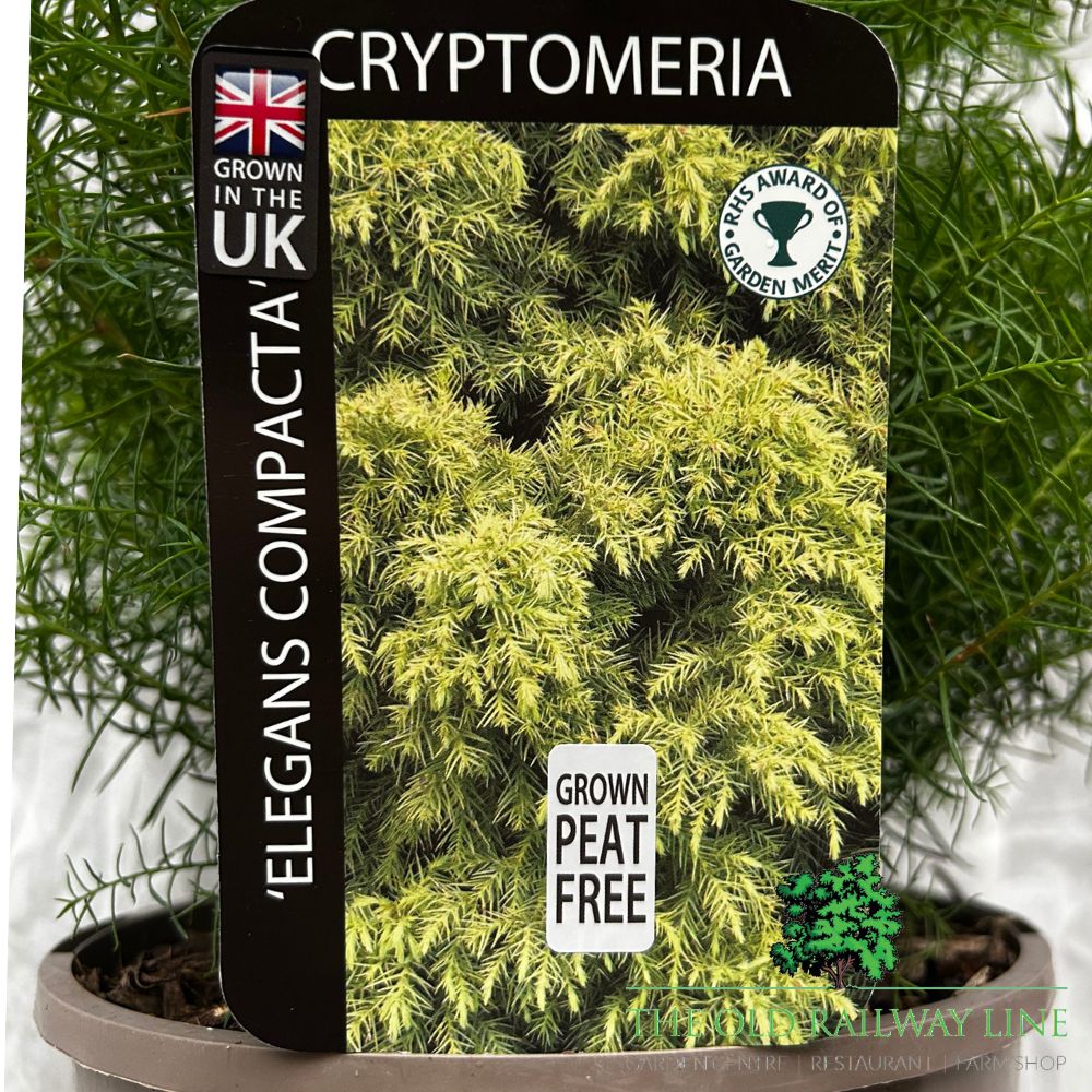 Cryptomeria 'Elegans Compacta' Conifer Plant - 3Ltr Pot