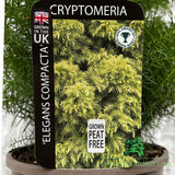 Cryptomeria 'Elegans Compacta' Conifer Plant - 3Ltr Pot
