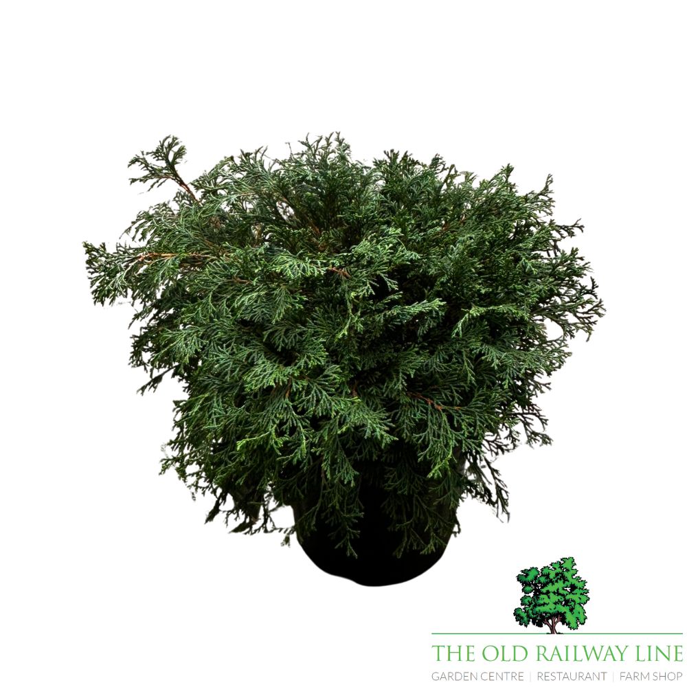 Chamaecyparis 'Pygmaea' Conifer Plant - 7.5Ltr Pot