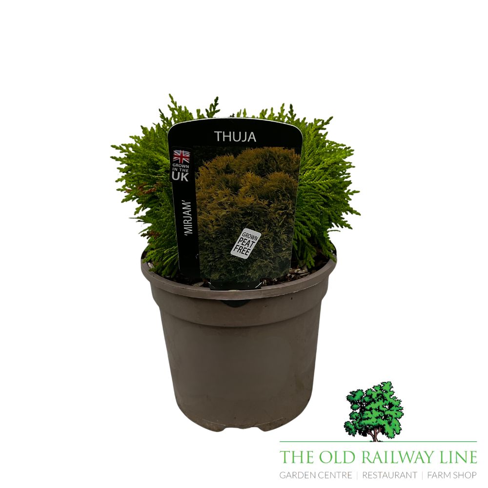 Thuja 'Mirjam' Conifer Plant - 3Ltr Pot